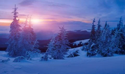 Magic winter forest covered at sunset Stock-Fotos