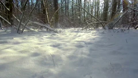 Magic winter in the forest Stock Footage 146688928