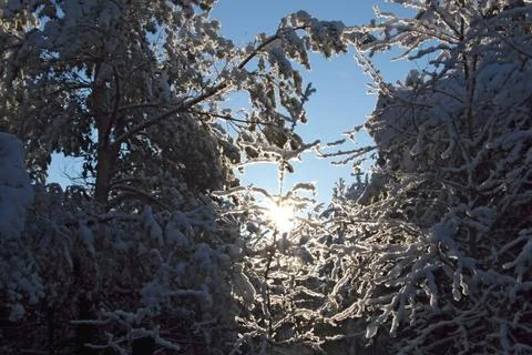 The magic of the winter forest Stock Photos
