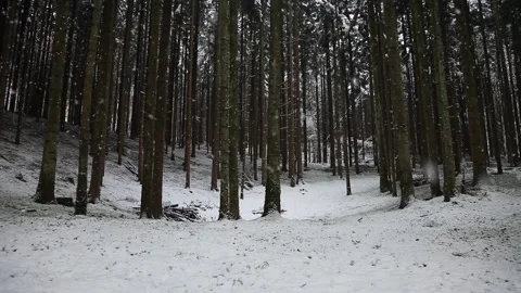Magic winter forest trees with snowfall Vídeos de archivo 231415491