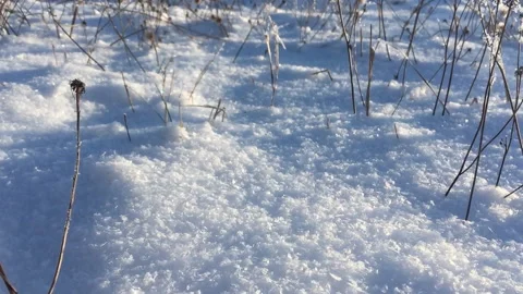 Magic winter. Snow texture close-up dolly shot. Sparkling snow, large shiny Stock Footage 143331192
