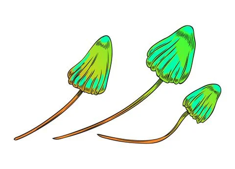 Magic witchcraft mushrooms or toadstools cartoon vector illustration isolated. Illustrazione stock