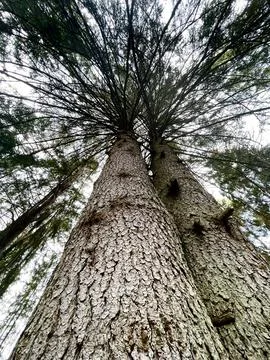 Magic wood Foto stock