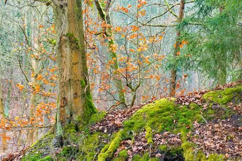 The magic wood in Thuringia Stock Photos