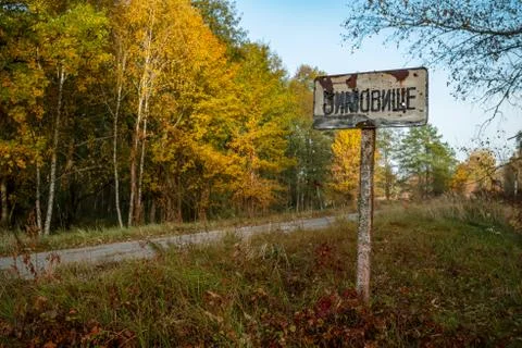 Magic yellow forest Stock Photos