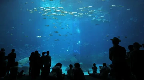 Magical Aquarium Stock Footage 954165
