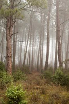 Magical atmosphere inside a pine forest in the Jerte Valley. Dark changing mi Stock Photos