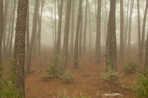 Magical atmosphere inside a pine forest in the Jerte Valley. Dark changing mi Stock Photos