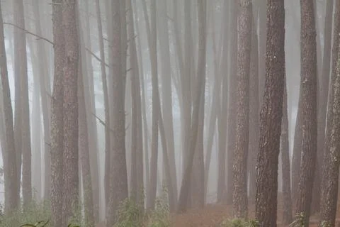 Magical atmosphere inside a pine forest in the Jerte Valley. Dark changing mi Stock Photos