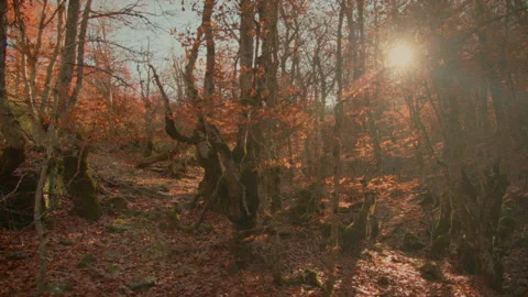 Magical autumn in beech forest. Point of view Stock Footage 253502614