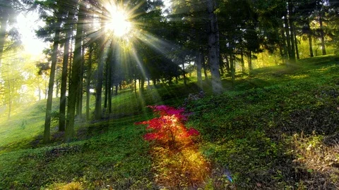Magical autumn. Small red tree shining in a deep forest. Animated sun beams Vidéo 81604619