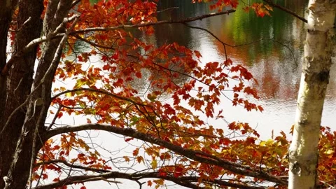 Magical Autumn Walk on Forest Path in Nova Scotia With Crimson Maple Trees Stock Footage 319870215