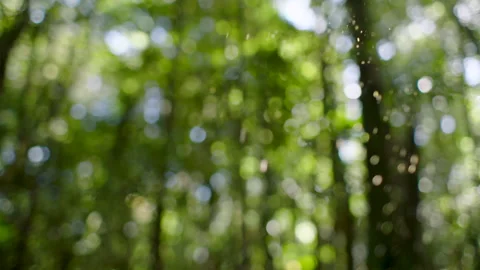 Magical backlight polen falling from trees in rainforest, Australia, Springbrook Stock Footage 236532425