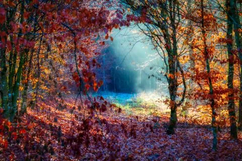 Magical black forest with sun rays in the morning Foto stock