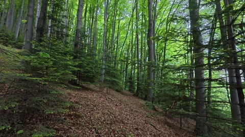 Magical calm green forest at summer time Stock Footage 329573266