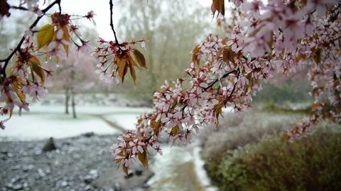 Magical Cherry Blossom Scenes in Unexpected Spring Snow Stock Footage
