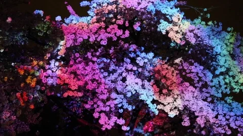 Magical cherry tree animation light show Stock Footage 75085851