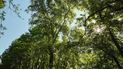 Magical, ephemeral beauty of a dense forest during the golden hour Video stock 337133366