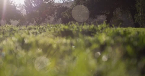 Magical Field Stock Footage 85539435