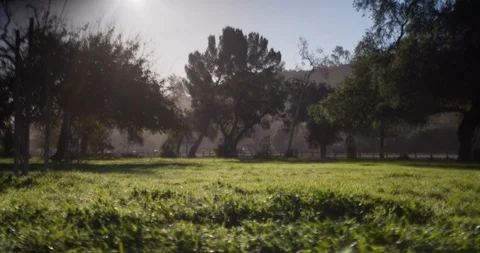 Magical Field of Trees Stock Footage 85540631