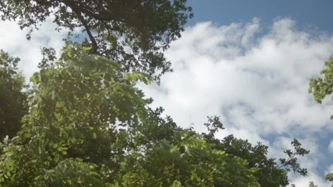 Magical floating overhead branches, trees, blue sky and clouds Stock Footage