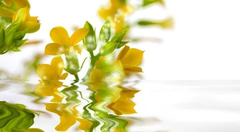 Magical flowers with water reflection 스톡 일러스트