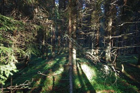 The magical forest of Baba Yaga 2 Stock Photos