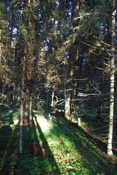 The magical forest of Baba Yaga 5 Stock Photos