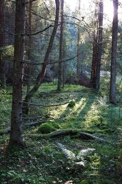 The magical forest of Baba Yaga 8 Stock Photos