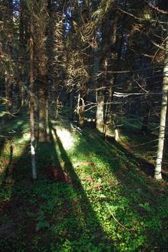 The magical forest of Baba Yaga 9 Stock Photos