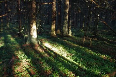 The magical forest of Baba Yaga Stock Photos