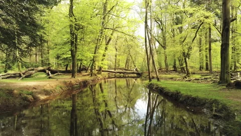 Magical Forest Backwards - New Forest Video stock 153991701