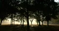 Magical Forest Bathed In Bright Light 03 HD Footage