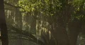Magical Forest Bathed In Bright Light 01 HD Footage