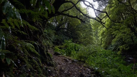 Magical forest. Camera moving along narrow path in green wet forest. Stock Footage 88396468