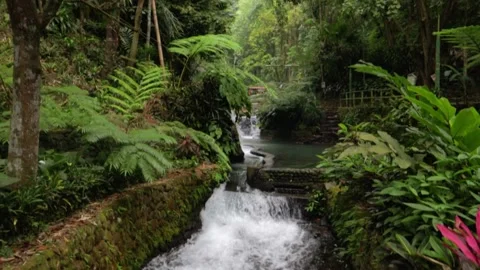 Magical Forest with Cold Spring Flowing Water Stock Footage 236142303