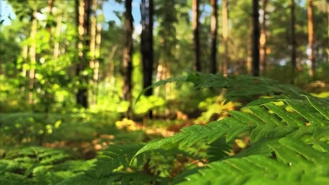 Magical Forest. Focus Close-Up Shot Of Sunlit Plant. Fern Growing In The Forest Stock Footage 115100499