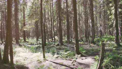 Magical forest in the fog, a fallen tree,the rays make their way Stock Footage 133097117