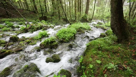 Magical forest Stock Footage 136857804