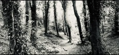 Magical forest Stock Footage 167892330