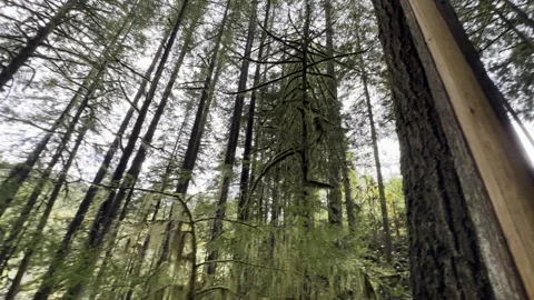 Magical forest Stock Footage 256898911