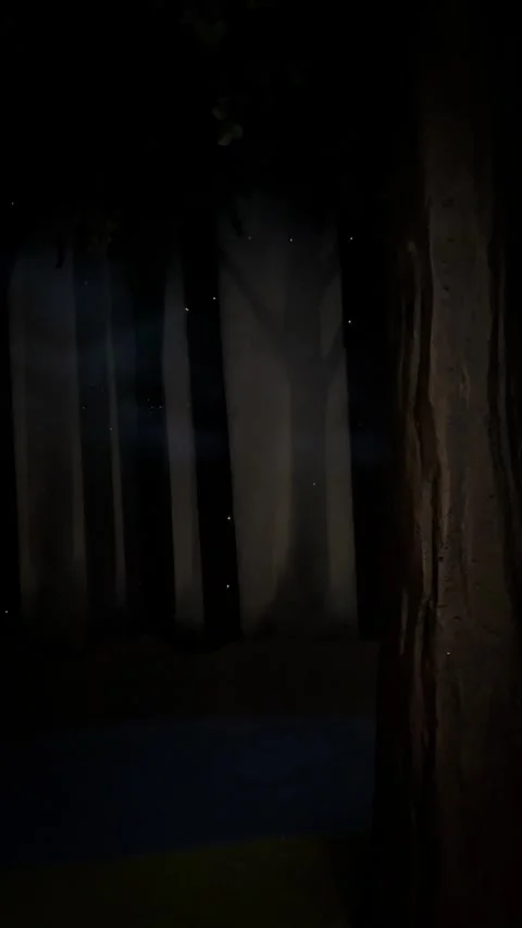 Magical forest Video stock 279520282