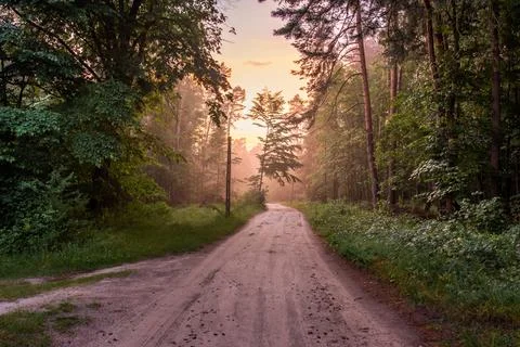 A magical forest just after the rain. Forest illuminated by the setting sun.. Stock Photos