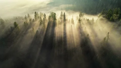 Magical forest landscape. Sun rays break through the pine trees. Sunny foggy 스톡 동영상 162737440