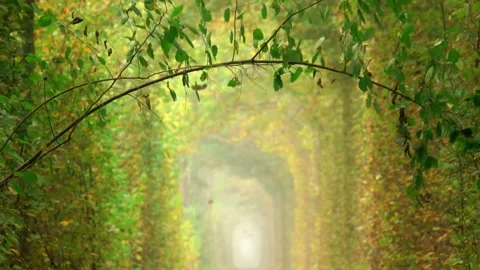 Magical Forest Light Tunnel with Bright Canopy Stock Footage 322826448
