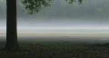 Magical Forest In The Mist 01 HD Footage
