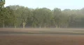 Magical Forest In The Mist 02 HD Footage
