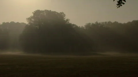 Magical Forest In The Mist 04 Video stock 312078