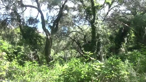 Magical forest in the mountains Stock Footage 309980747