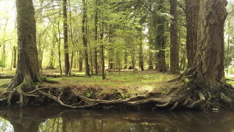 Magical Forest - New Forest Stock Footage 153991042